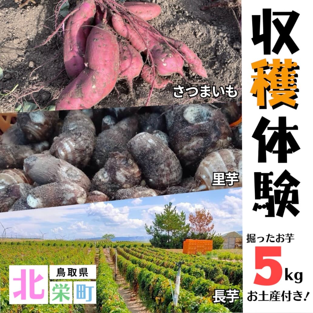 芋掘り体験